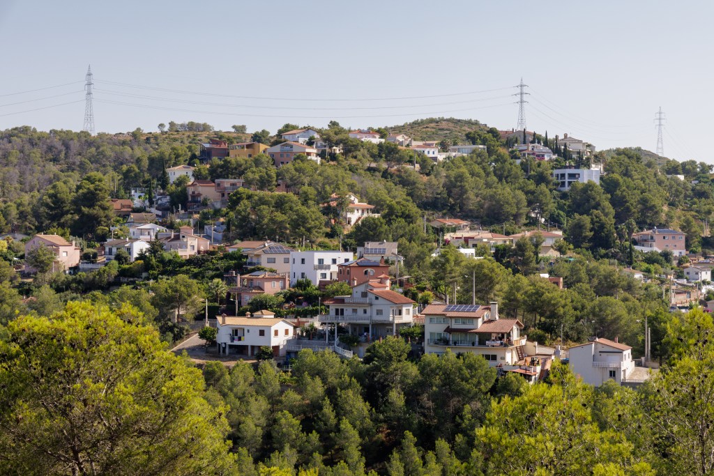 Olivella aigua resilient